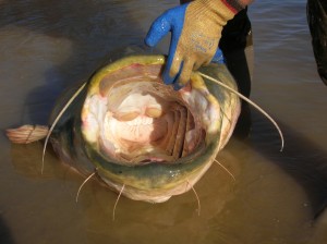 afternoon with a big catfish as a reward,but the final cost came