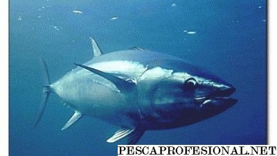 atun-rojo
