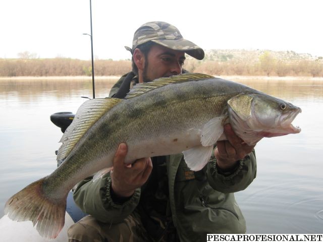 PESCA DE LUCIOPERCAS Y SILUROS