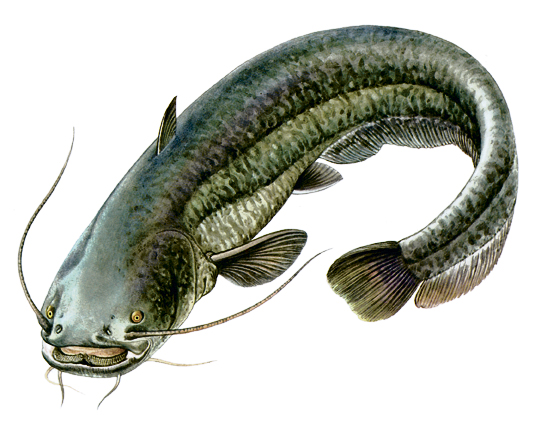 NORMAS DE PESCA EN ARAGON