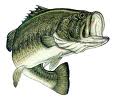 II OPEN BASS PUERTOLLANO