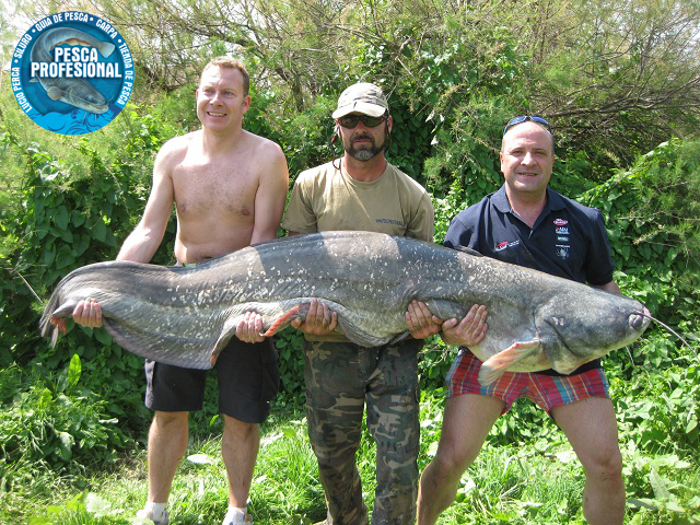 THIS IS ANOTHER CATFISH SMALL SIZE BUT ALSO GAVE A NICE FIGHT.