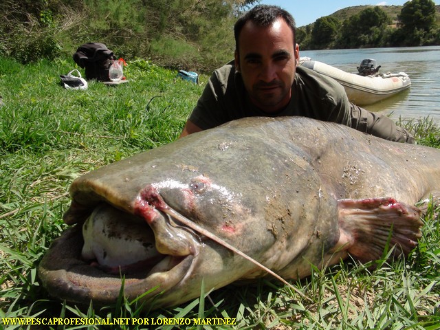 pescando siluros con guía de pesca