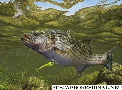 LUBINA RAYADA - STRIPED BASS