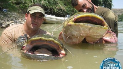 documetal pesca del siluro al pellets con silvestria.